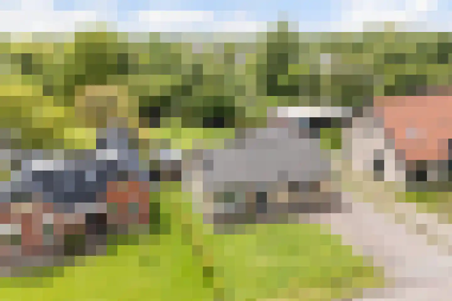 Boskdwarswei 3 A Sweagerbosk thumbnail 5