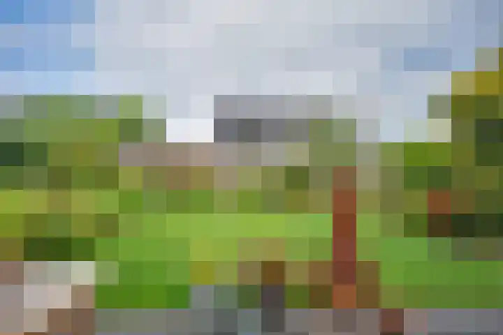Boskkamp 9 Eastermar thumbnail 10