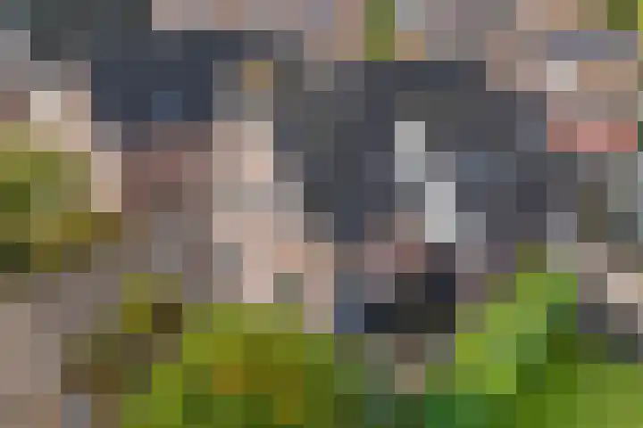 Boskleane 31 A Bakkeveen thumbnail 45