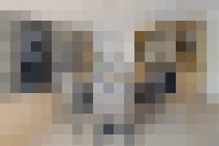 Boskleane 31 A Bakkeveen thumbnail 9