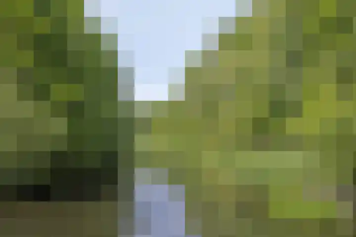 Boskolk 10 Wapenveld thumbnail 34