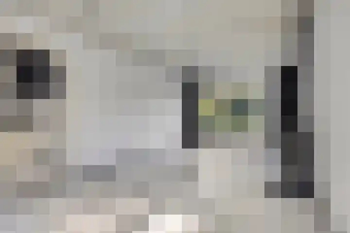 Boskoopplantsoen 34 Arnhem thumbnail 10