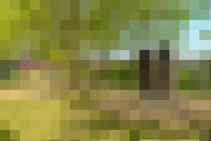 Boskoops Glorie 3 Huissen thumbnail 43