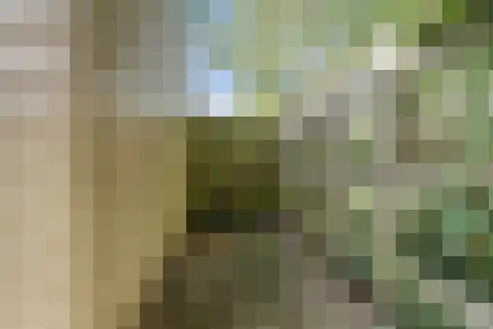 Boskoops Glorie 5 Huissen thumbnail 30