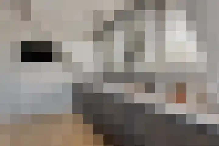 Boskriek 1 Alphen thumbnail 39