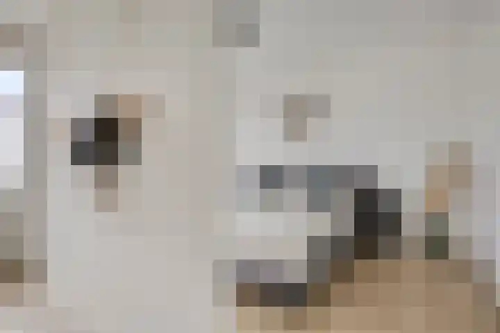 Boskriek 27 Alphen thumbnail 12