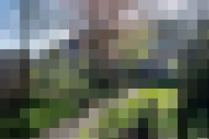 Boskriek 77 Uden thumbnail 23