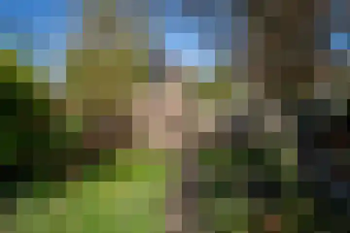 Boskriek 77 Uden thumbnail 27