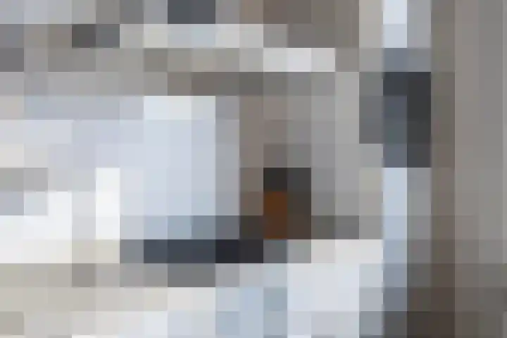 Boskwei 55 Sweagerbosk thumbnail 28