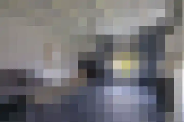 Boskwei 6 De Westereen thumbnail 15