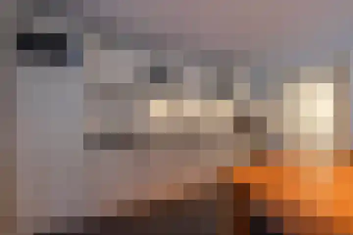 Boskwei 6 De Westereen thumbnail 19