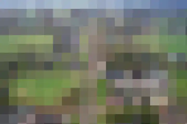 Boskwei 6 De Westereen thumbnail 45