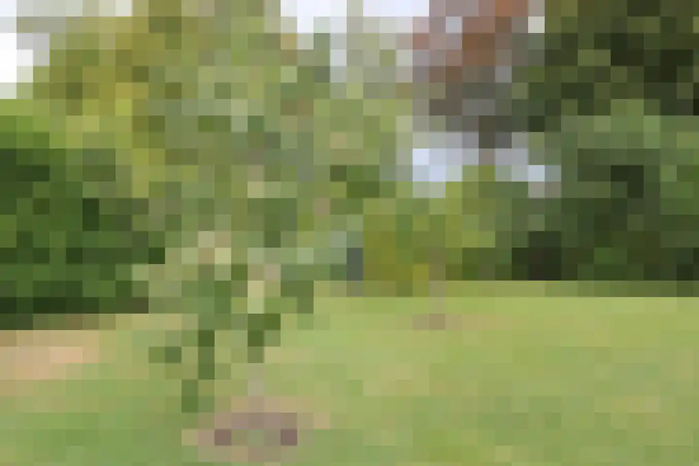 Boskwei 71 Sweagerbosk thumbnail 52