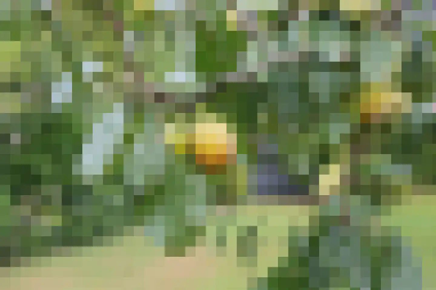Boskwei 71 Sweagerbosk thumbnail 53