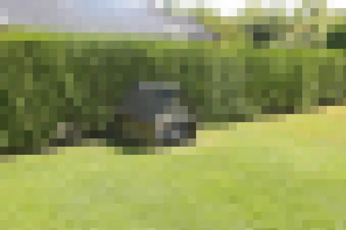 Boskwei 71 Sweagerbosk thumbnail 58