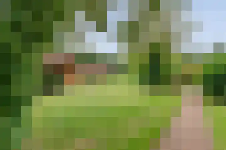 Boslaan 1 R172 Gramsbergen thumbnail 4