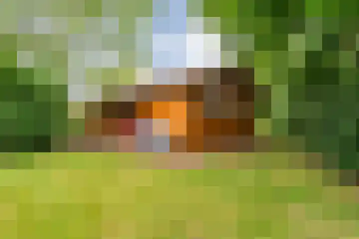 Boslaan 1 R172 Gramsbergen thumbnail 9