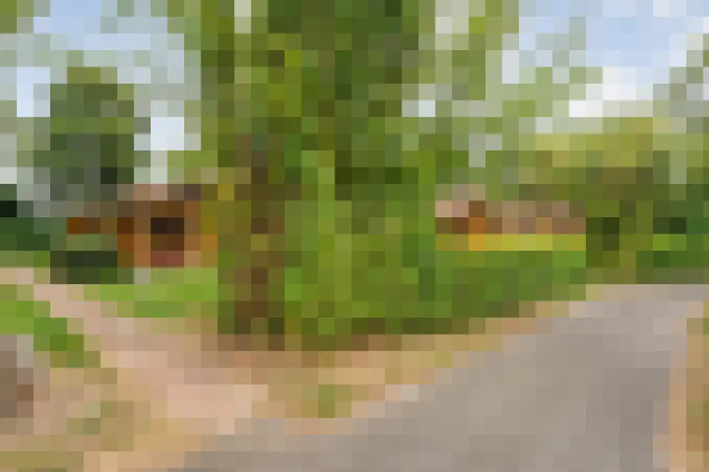 Boslaan 1 R174 Gramsbergen thumbnail 34