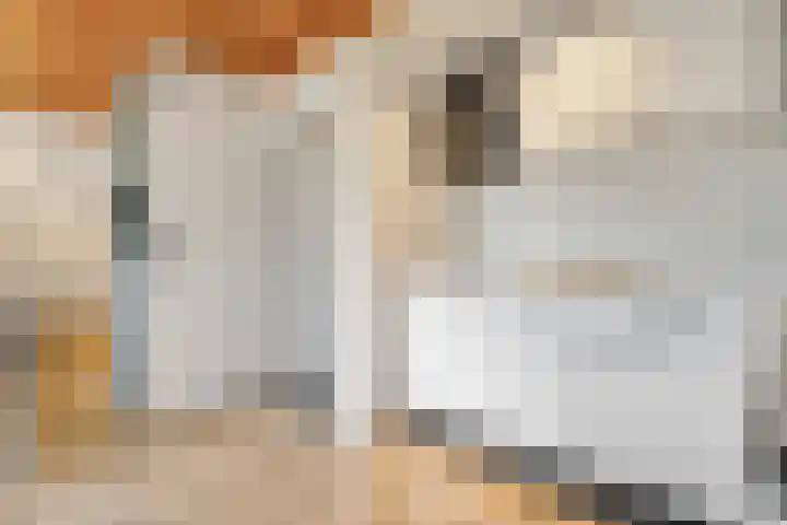 Boslaan 1 R79 Gramsbergen thumbnail 15