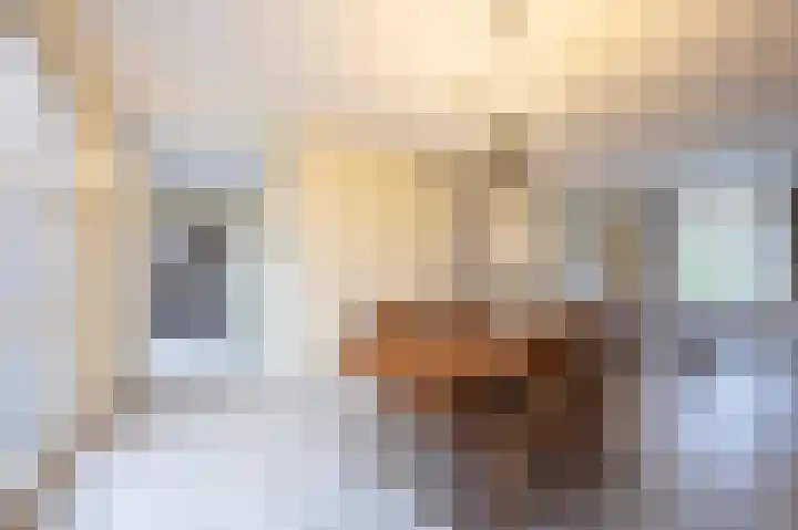 Boslaan 10 C Best thumbnail 12