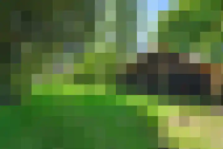 Boslaan 13 Balkbrug thumbnail 41