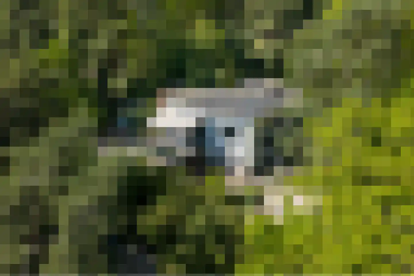 Boslaan 15 dans Landgraaf