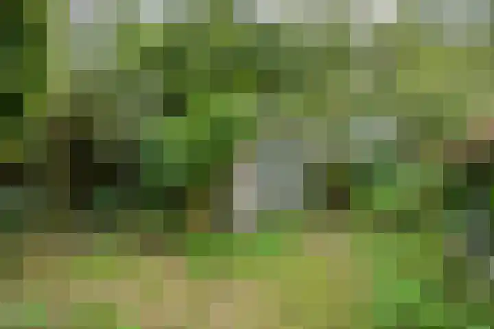 Boslaan 16 Best thumbnail 36