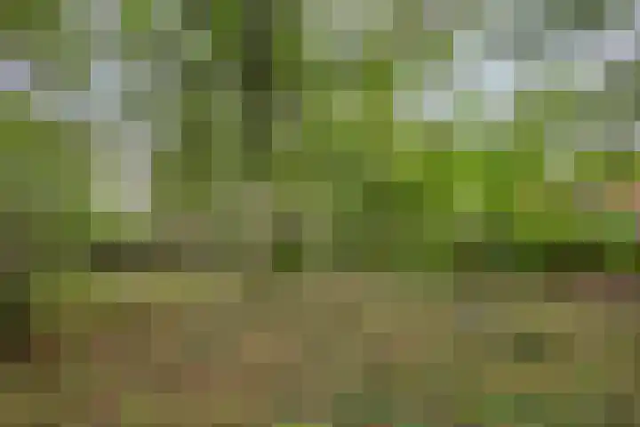 Boslaan 16 Best thumbnail 37