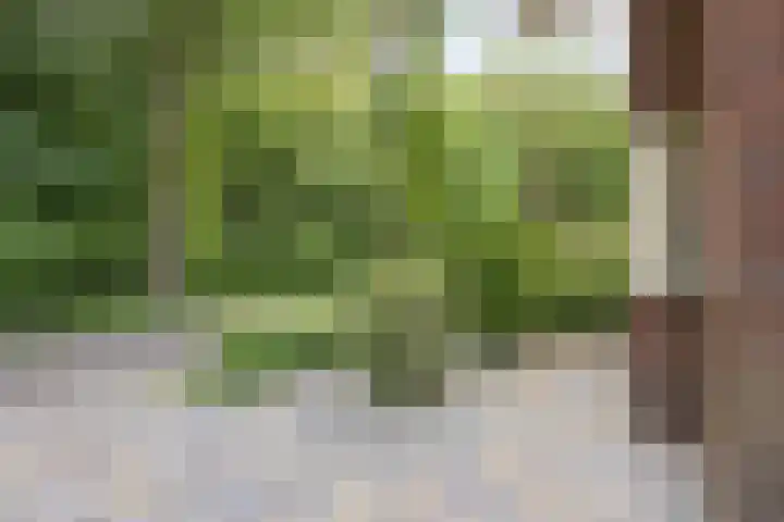 Boslaan 22 Appelscha thumbnail 7