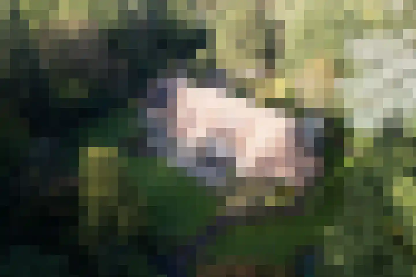 Boslaan 4 Mierlo thumbnail 91