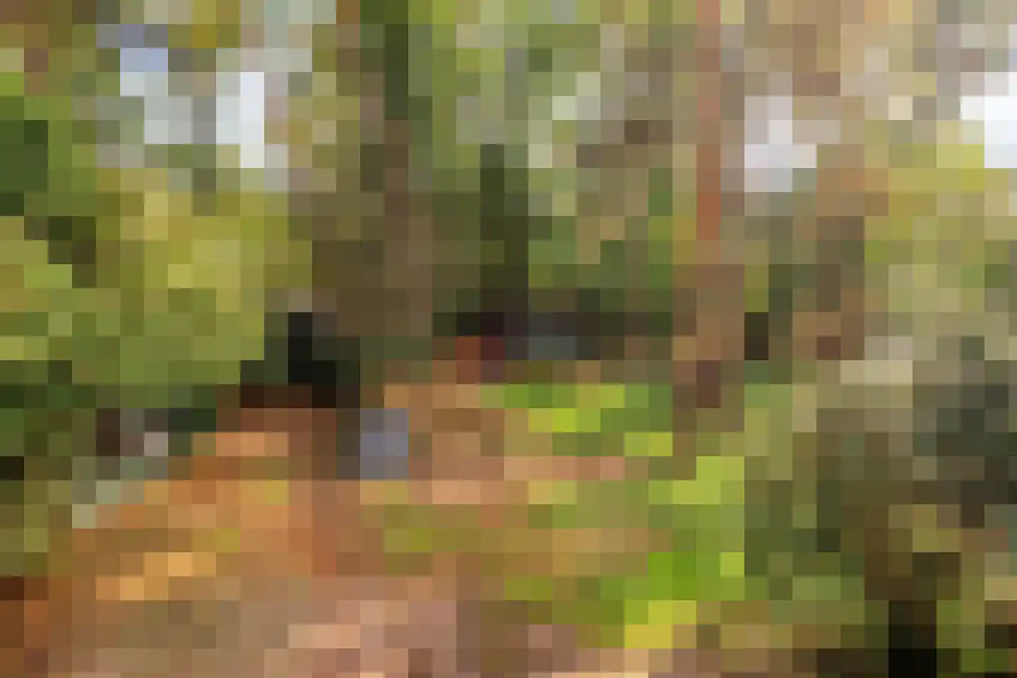 Boslaan 6 Landgraaf thumbnail 40