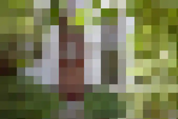 Boslaan 8 Zeist thumbnail 4
