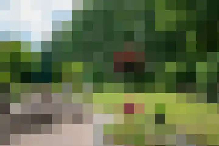 Bosland 17 Haren Gn thumbnail 49