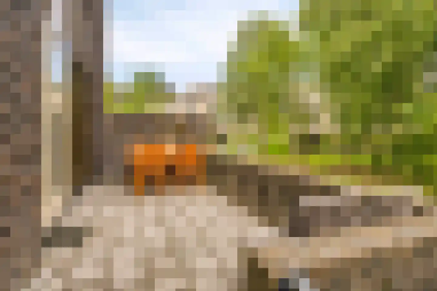 Bosleeuwerik 14 Eindhoven thumbnail 16