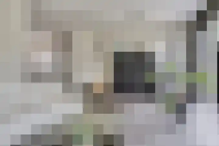 Bosleeuwerik 2 Eindhoven thumbnail 17