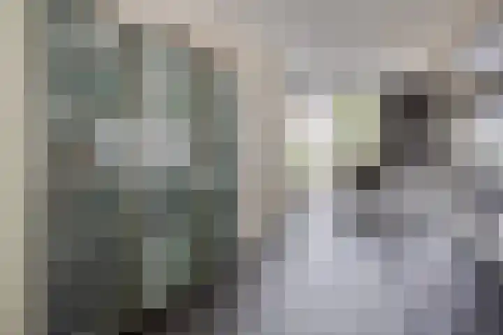 Bosleeuwerik 2 Eindhoven thumbnail 21