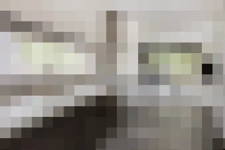 Bosleeuwerik 2 Eindhoven thumbnail 22