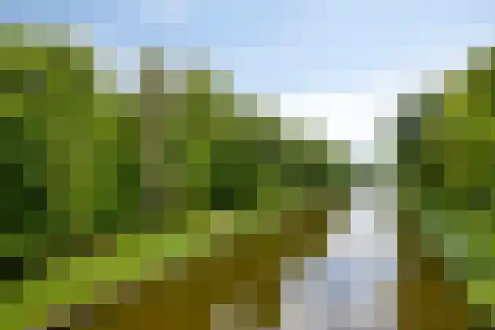Bosleeuwerik 2 Eindhoven thumbnail 57