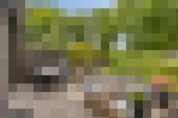 Bosleeuwerik 2 Eindhoven thumbnail 6
