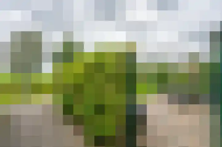 Boslelie 58 Assen thumbnail 42