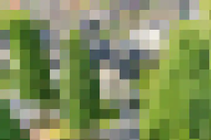 Bosmansweg 47 Nieuwleusen thumbnail 4