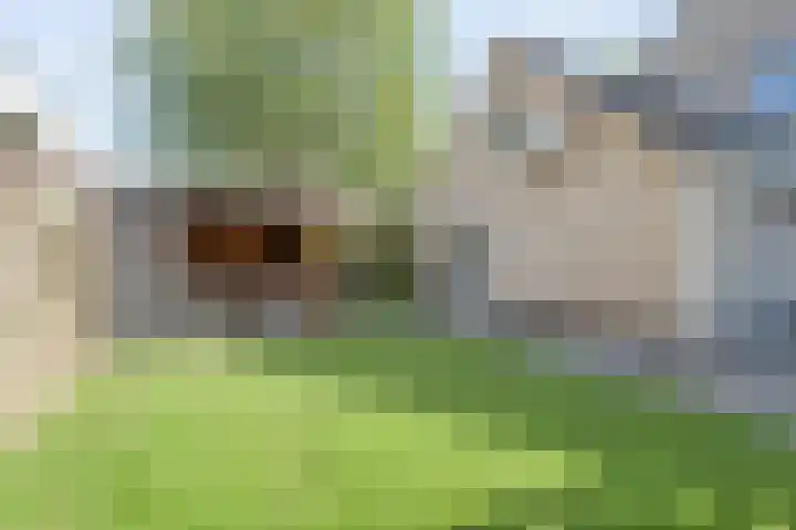 Bosmansweg 47 Nieuwleusen thumbnail 42