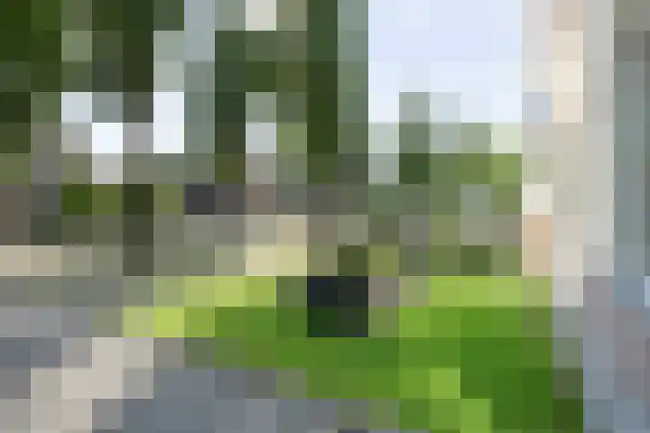 Bosmansweg 47 Nieuwleusen thumbnail 8