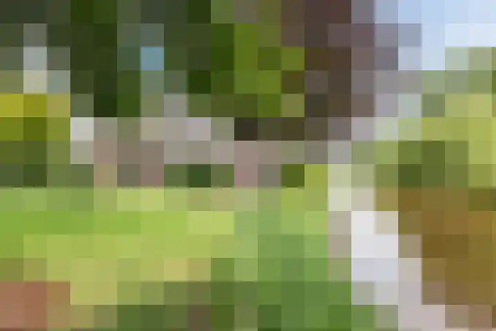 Bosmansweg 6 Nieuwleusen thumbnail 4