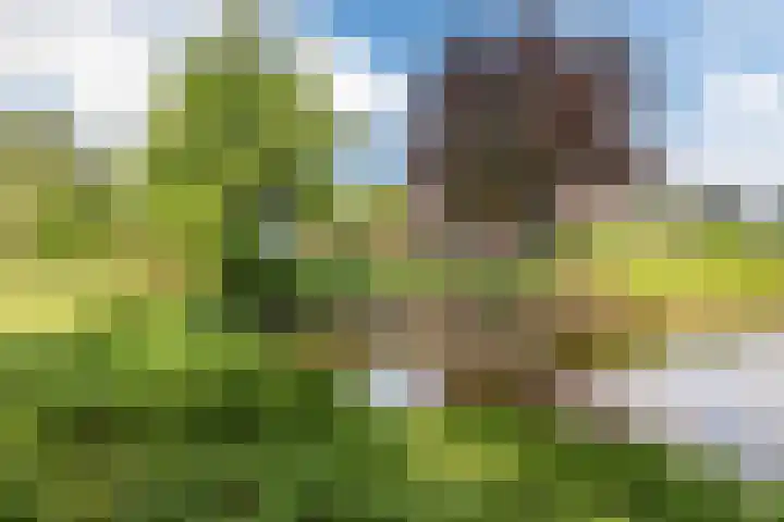 Bosmansweg 6 Nieuwleusen thumbnail 64