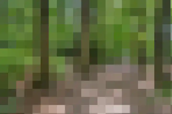 Bosmeesterskamp 3 A Bennekom thumbnail 29