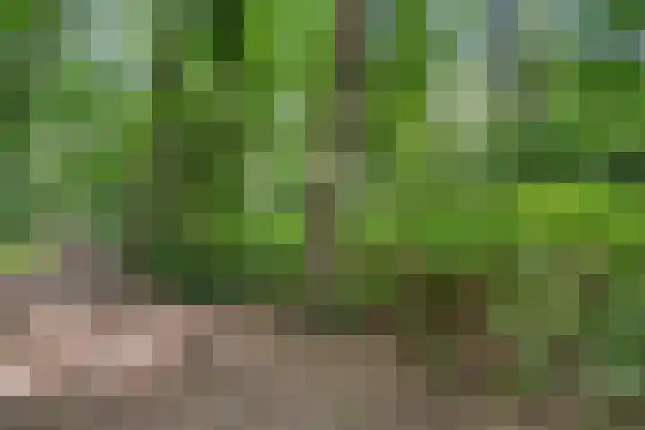 Bosmeesterskamp 3 A Bennekom thumbnail 30