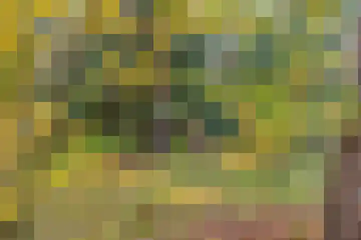 Bospad 2 Zeegse thumbnail 10