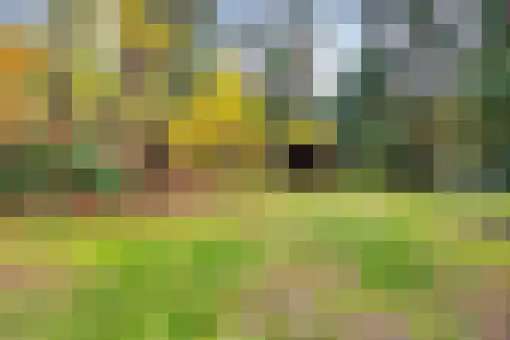 Bospad 2 Zeegse thumbnail 11