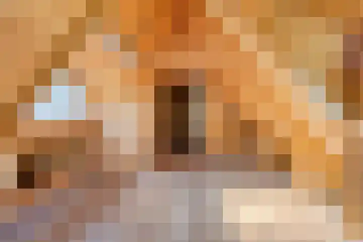 Bospad 2 Zeegse thumbnail 36